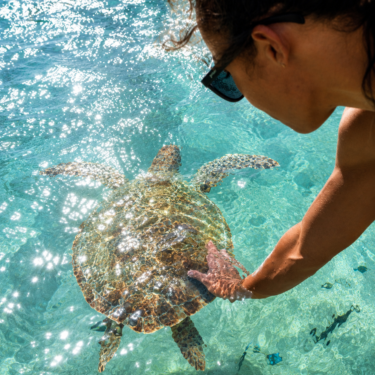 Guest greeting a sea turtle in clear turquoise shallows